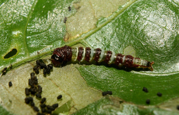Figura 12. Larva <i>Rectiostoma eowilsoni</i></i> (Depressariidae), color morado con anillos color blancos, posición parte tracera, mide 10 mm aproximadamente. Planta hospedera <i>Staphylea occidentalis</i></i> (Staphyleaceae). Voucher: 13- SRNP-70428-DHJ702129.jpg.