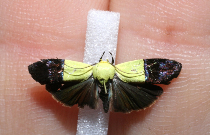 Figura 13. Adulto <i> Rectiostoma eowilsoni</i></i> (Depressariidae) posición dorsal. Voucher: 11-SRNP-65444-DHJ551508.