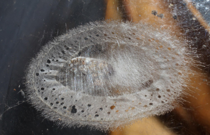 Figura 14. Restos de pupario <i>Phytomyptera</i></i> Janzen03 (Tachininae), color gris, posición lateral, larva <i>Rectiostoma annemayae</i></i>. (Depressariidae). Voucher: 10-SRNP-71402-DHJ498365.jpg.
