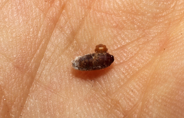 Figura 15. Restos de pupario <i>Phytomyptera</i></i> Janzen03 (Tachininae), color café, posición dorsal, larva <i>Rectiostoma annemayae</i></i>. (Depressariidae). Voucher: 10-SRNP-71402-DHJ498366.jpg.