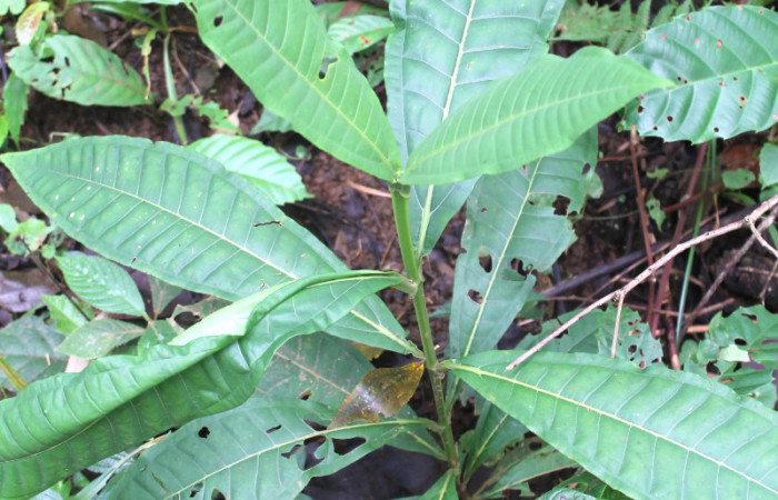 Figura 16. <i>Miconia trinervia</i></i> (Melastomataceae), planta hospedera de larva de mariposa porte enfocada el arbusto <i>Rectiostoma annemayae</i></i> (Depressariidae).