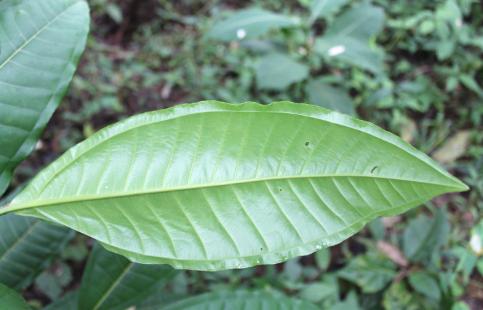 Figura 17. <i>Miconia trinervia</i></i> (Melastomataceae), planta hospedera de larva de mariposa porte enfocada el envés <i>Rectiostoma annemayae</i></i> (Depressariidae).