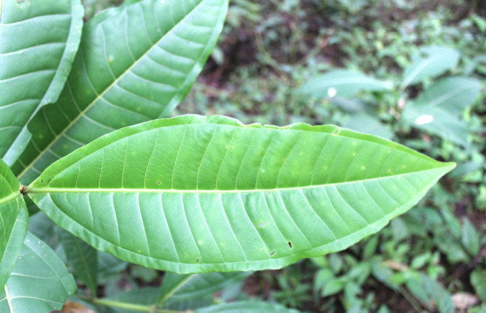 Figura 18. <i>Miconia trinervia</i></i> (Melastomataceae), planta hospedera de larva de mariposa porte enfocada el haz <i>Rectiostoma annemayae</i></i> (Depressariidae).
