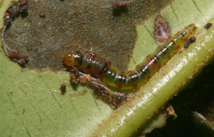 Figura 2. Larva <i>Rectiostoma annemayae</i></i> (Depressariidae), color verde, posición dorsal, mide 13 mm
aproximadamente. Planta hospedera <i>Blakea scarlatina</i></i> (Melastomataceae). Voucher: 11-SRNP-44509-
DHJ488987.jpg.