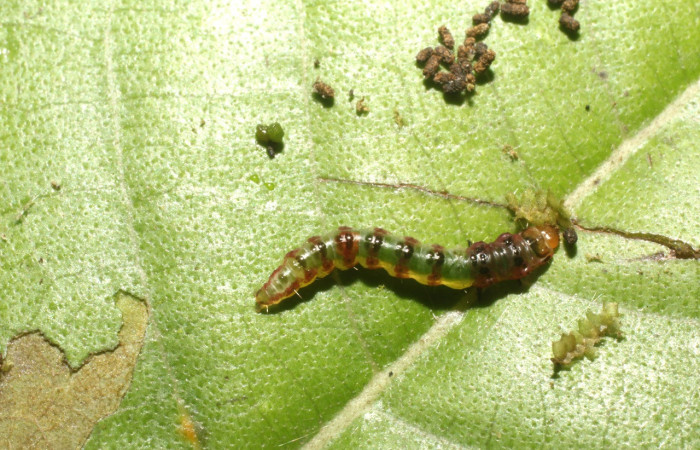 Figura 3. Larva <i>Rectiostoma annemayae</i></i> (Depressariidae), color verde, posición dorsal, mide 7 mm
aproximadamente. Planta hospedera <i>Miconia trinervia</i></i> (Melastomataceae). Voucher: 14-SRNP-42677-
DHJ803158.jpg.