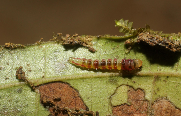 Imagen de sentro. Larva <i>Rectiostoma annemayae</i></i> (Depressariidae), color verde, posición lateral, mide 7 mm
aproximadamente. Planta hospedera <i>Miconia trinervia</i></i> (Melastomataceae). Voucher: 14-SRNP-42677-
DHJ803159.jpg.
Figura 4. Larva <i>Rectiostoma annemayae</i></i> (Depressariidae), color verde, posición dorsal, mide 7 mm aproximadamente.
Planta hospedera <i>Miconia trinervia</i></i> (Melastomataceae). Voucher: 14-SRNP-42678-DHJ803160.jpg.
