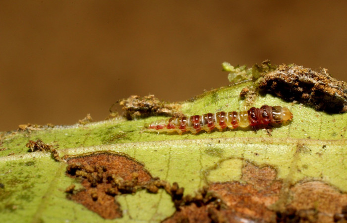Figura 5. Larva <i>Rectiostoma annemayae</i></i> (Depressariidae), color verde, posición lateral, mide 7 mm
aproximadamente. Planta hospedera <i>Miconia trinervia</i></i> (Melastomataceae). Voucher: 14-SRNP-42678-
DHJ803161.jpg.