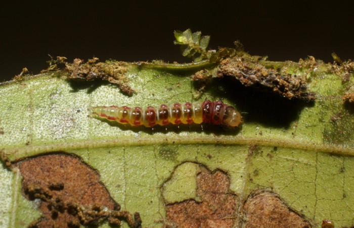 Figura 6. Larva <i>Rectiostoma annemayae</i></i> (Depressariidae), color verde, posición lateral, mide 7 mm aproximadamente. Planta hospedera <i>Miconia trinervia</i></i> (Melastomataceae). Voucher: 14-SRNP-42678- DHJ803162.jpg.