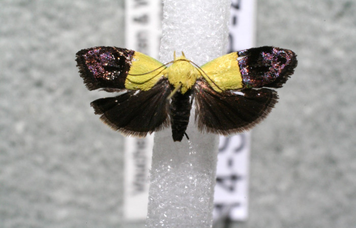 Figura 7. Adulto <i>Rectiostoma annemayae</i></i> (Depressariidae) posición dorsal. Voucher: 14-SRNP-4423-DHJ915225.