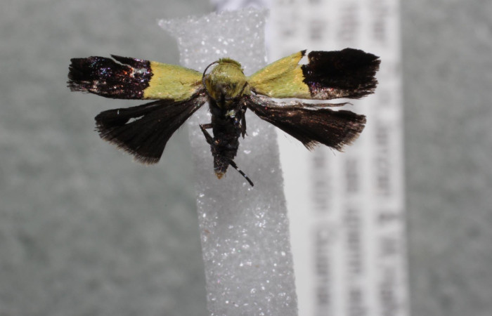 Figura 8. Adulto <i>Rectiostoma annemayae</i></i> (Depressariidae) posición ventral. Voucher: 13-SRNP-42662- DHJ582306.