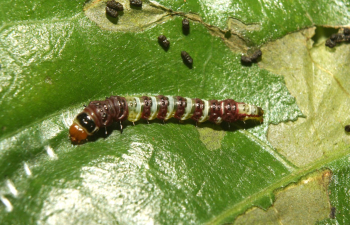 Figura 9. Larva <i>Rectiostoma eowilsoni</i></i> (Depressariidae), color morado con anillos color blancos, posición dorsal, mide 10 mm aproximadamente. Planta hospedera <i>Staphylea occidentalis</i></i> (Staphyleaceae). Voucher: 13- SRNP-70428-DHJ702125.jpg.