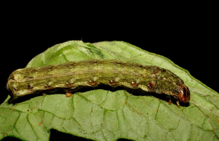  Larva en posición lateral de <i>Spodoptera eridania</i></i> (Noctuide), U estadio. Buenos Aires, Finca Tomate. Voucher 07-SRNP-83-DHJ418212.jpg.