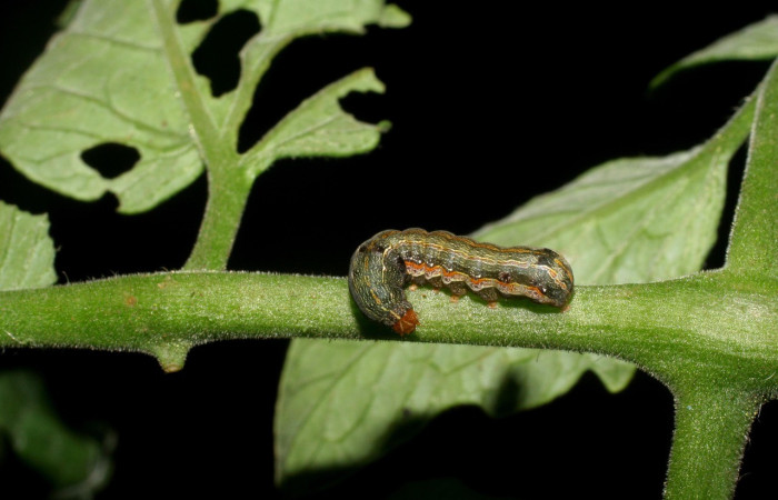  Larva en posición lateral de <i>Spodoptera eridania</i></i> (Noctuidae), PPU estadio. Buenos Aires, Finca Tomate. Voucher 07-SRNP-139-DHJ419273.jpg.