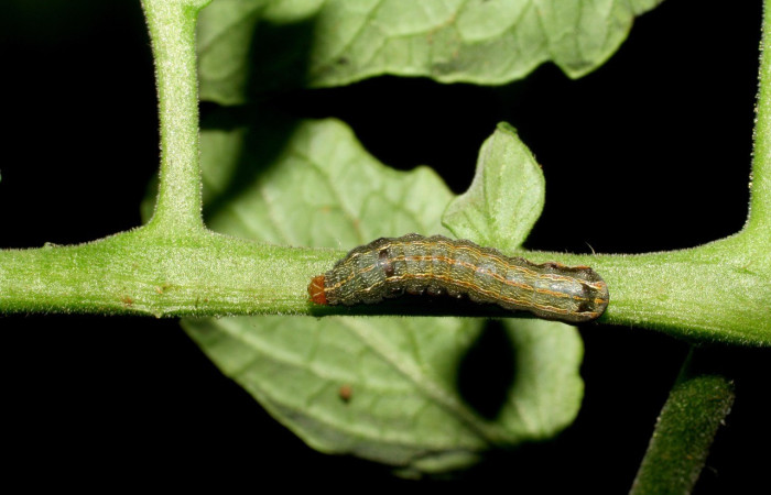  Larva en posición dorsal de <i>Spodoptera eridania</i></i> (Noctuidae), PPU estadio. Buenos Aires, Finca Tomate. Voucher 07-SRNP-139-DHJ419277.jpg.