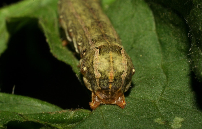  Cabeza en posición frontal de <i>Spodoptera eridania</i></i> (Noctuidae), U estadio. Buenos Aires, Finca Tomate. Voucher 07-SRNP-83-DHJ418207.jpg.
