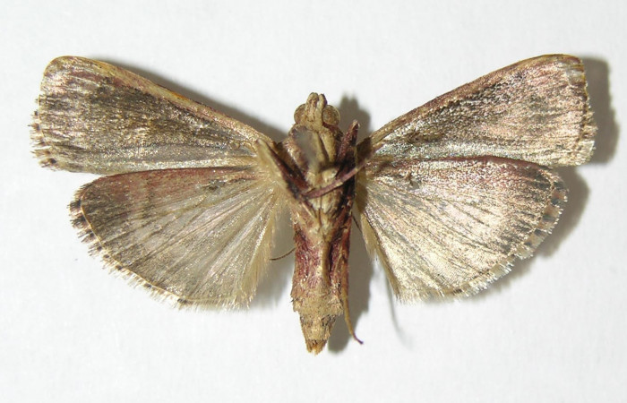 Figura 12. Adulto hembra de <i>Chloropaschia pegalis</i></i> (Pyralidae) vista ventral. Voucher 04-SRNP-4428-DHJ343399.jpg.