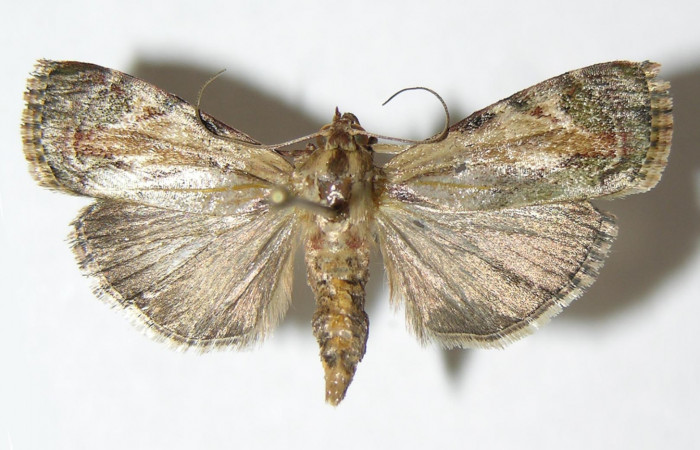 Figura 13. Adulto macho de <i>Chloropaschia pegalis</i></i> (Pyralidae) vista dorsal. Voucher 05-SRNP-2318-DHJ343382.jpg.