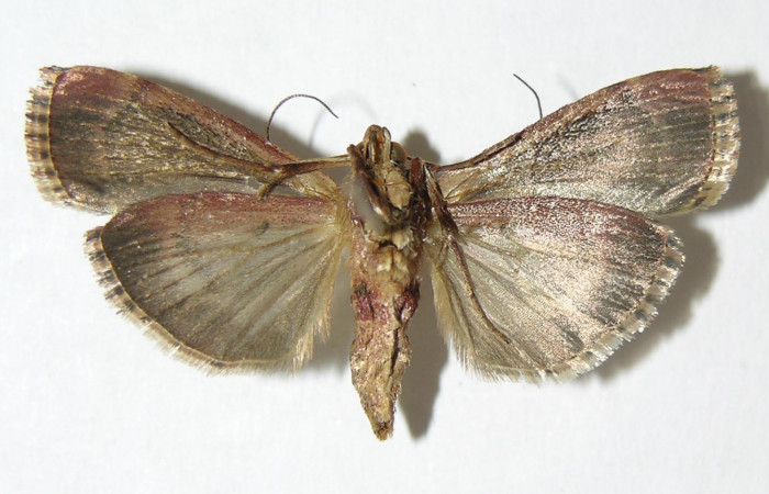 Figura 14. Adulto macho de <i>Chloropaschia pegalis</i></i> (Pyralidae) vista ventral. Voucher 05-SRNP-2318-DHJ343383.jpg.