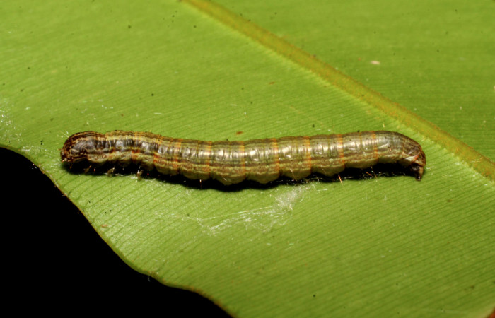 Figura 1. <i>Chloropaschia pegalis</i></i> (Pyralidae) último estadio, posición lateral, Estación Caribe, Laureles. Voucher 07-SRNP-40981-DHJ422242.jpg.