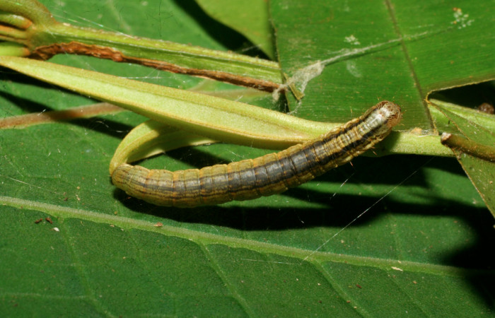 Figura 2. <i>Chloropaschia pegalis</i></i> (Pyralidae) último estadio, Estación Pitilla, Pasmompa. Voucher 08-SRNP-30555-DHJ438581.jpg.