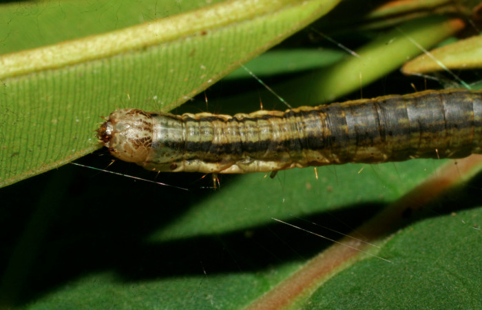 Figura 3. <i>Chloropaschia pegalis</i></i> (Pyralidae) último estadio, Estación Pitilla, Pasmompa. Voucher 08-SRNP-30555-DHJ438584.jpg.
