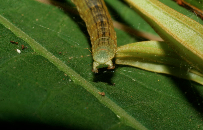 Figura 4. <i>Chloropaschia pegalis</i></i> (Pyralidae) último estadio, Estación Pitilla, Pasmompa. Voucher 08-SRNP-30555-DHJ438588.jpg.