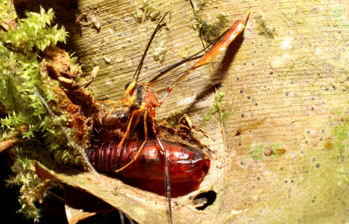 Figura 10. Avispa parásito de la familia (Ichneumonidae) <i>Agrypon</i></i> GauldN2  hospedero  de <i>Chloropaschia pegalis</i></i> (Pyralidae). Voucher 10-SRNP-1028-DHJ475204.jpg.