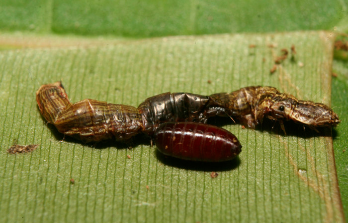 Figura 9. Pupario de (Tachinidae) <i>Actia</i></i> Janzen04 parásito de <i>Chloropaschia pegalis</i></i> (Pyralidae). Voucher 14-SRNP-70288-DHJ703956.jpg.