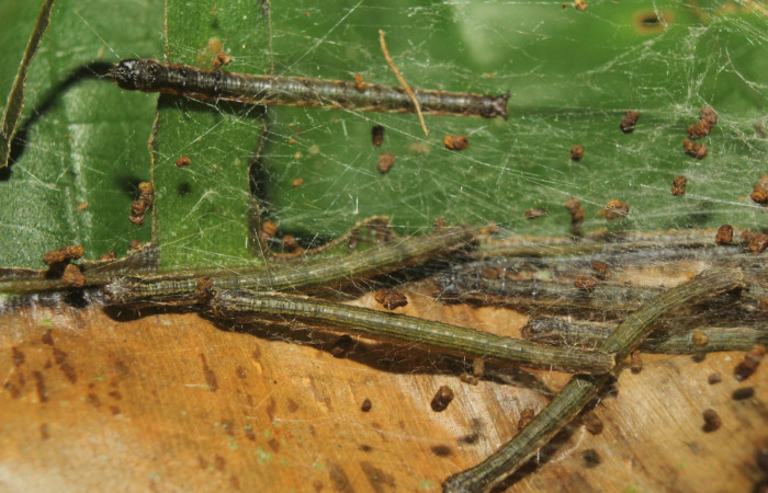 Figura 5. <i>Chloropaschia pegalis</i></i> (Pyralidae) último estadio, Estación Quica, Sendero Manguera. Voucher 17-SRNP-72738-DHJ741084.jpg.