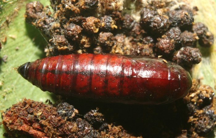 Figura 6. Pupa de  <i>Chloropaschia pegalis</i></i> (Pyralidae) posición dorsal. Voucher 17-SRNP-72738-DHJ741153.jpg.