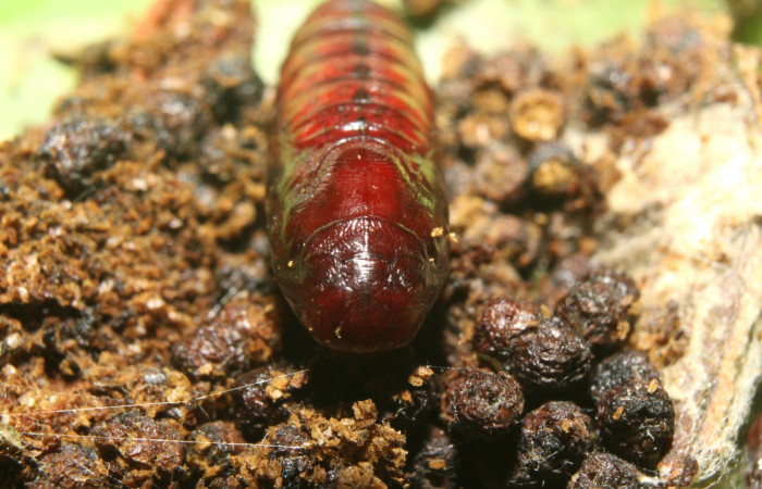 Figura 7. Pupa de  <i>Chloropaschia pegalis</i></i> (Pyralidae) posición frontal. Voucher 17-SRNP-72738-DHJ741154.jpg