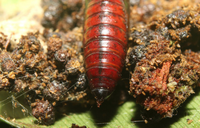 Figura 8. Pupa de  <i>Chloropaschia pegalis</i></i> (Pyralidae) posición tracera. Voucher 17-SRNP-72738-DHJ741155.jpg
