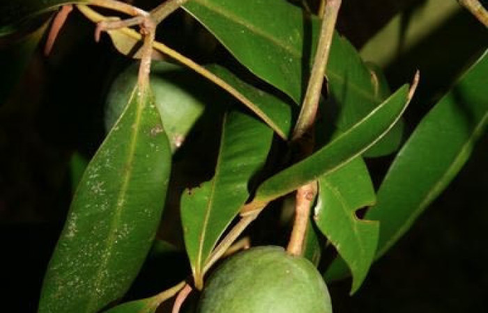 Figura 15. <i>Calophyllum brasiliense</i></i> (Calophyllaceae). Planta hospedera de <i>Chloropaschia pegalis</i></i> (Pyralidae) Estación Caribe. Foto. Jorge Hernandez. Noviembre 2018.