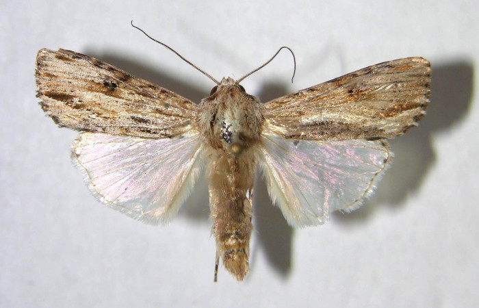  Adulto en posición dorsal de <i>Spodoptera eridania</i></i> (Noctuidae). Buenos Aires, Finca Tomate. Voucher 07-SRNP-84-DHJ366382.