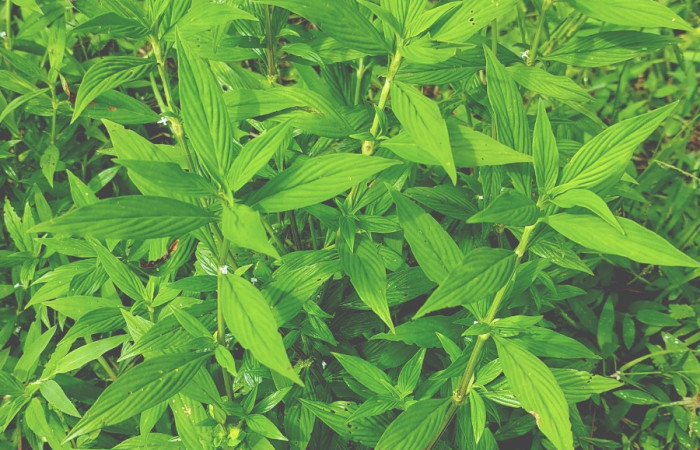  <i>Spermacoce ocymifolia</i></i> (Rubiaceae), planta hospedera de <i>Spodoptera eridania</i></i> (Noctuidae). Sector San Cristóbal, Sendero Huerta. Foto, Elda Araya, 10 Octubre 2023.
