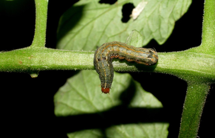  Larva en posición dorsal de <i>Spodoptera eridania</i></i> (Noctuidae), PPU estadio. Buenos Aires, Finca Tomate. Voucher 07-SRNP-139-DHJ419272.jpg.