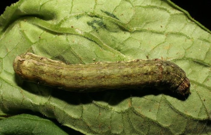  Larva en posición dorsal de <i>Spodoptera eridania</i></i> (Noctuidae), U estadio. Buenos Aires, Finca Tomate. Voucher 07-SRNP-83-DHJ418213.jpg.