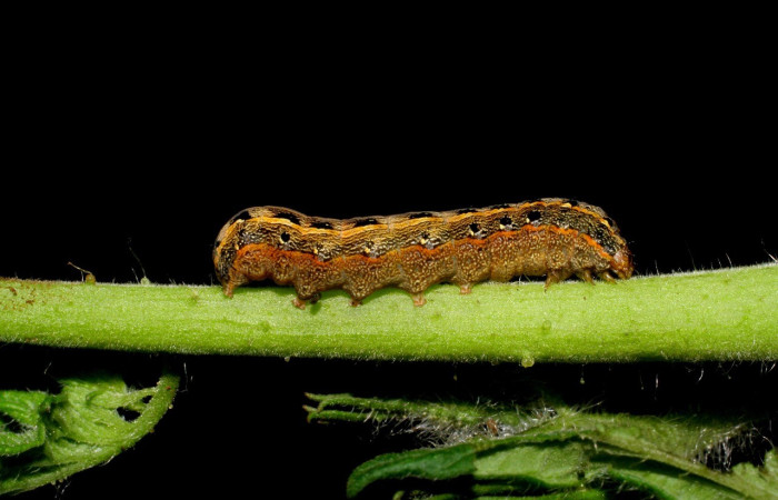  Larva en posición dorsal de <i>Spodoptera latifascia</i></i> (Noctuidae), PPU estadio. Buenos Aires, Finca Tomate. Voucher 07-SRNP-80-DHJ419234.jpg.
