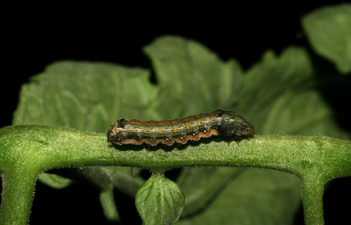 Larva en posición dorsal de <i>Spodoptera eridania</i></i> (Noctuidae), PPU estadio. Buenos Aires, Finca Tomate. Voucher 07-SRNP-139-DHJ419278.jpg.