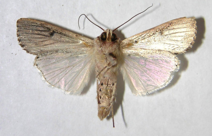  Adulto en posición Ventral de <i>Spodoptera eridania</i></i> (Noctuidae). Buenos Aires, Finca Tomate. Voucher 07-SRNP-84-DHJ366383.
