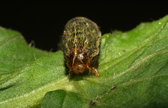  Cabeza en posición frontal de <i>Spodoptera eridania</i></i> (Noctuidae), U estadio. Buenos Aires, Finca Tomate. Voucher 07-SRNP-83-DHJ418204.jpg.
