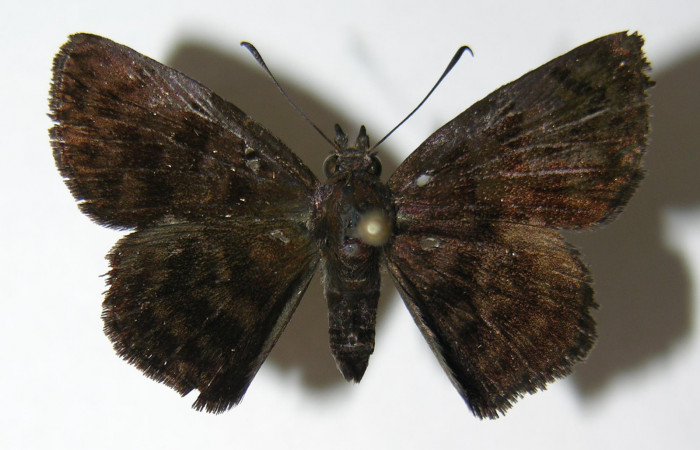 Figura 1. Adulto de <i>Pellicia dimidiata</i></i> (Hesperiidae), vista dorsal, localidad Tajo Angeles, Sector San Cristóbal ACG (540m). Voucher: 06-SRNP-2646-DHJ340216.jpg.