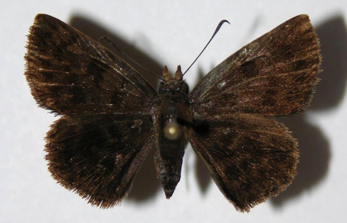 Figura 8. Adulto de <i>Pellicia dimidiata</i></i> (Hesperiidae), hembra vista dorsal, localidad Pasmompa, Sector Pitilla ACG (440m). Voucher: 06-SRNP-30813-DHJ334144.jpg.
