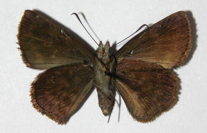 Figura 9. Adulto de <i>Pellicia dimidiata</i></i> (Hesperiidae), hembra vista ventral, localidad Pasmompa, Sector Pitilla ACG (440m). Voucher: 06-SRNP-30813-DHJ334145.jpg.