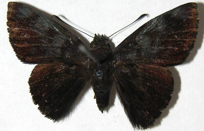 Figura 16. Adulto de <i>Pellicia arina</i></i> (Hesperiidae), macho vista dorsal, localidad Sendero Huerta, Sector San Cristóbal ACG (527m). Voucher: 08-SRNP-2348-DHJ383944.jpg.