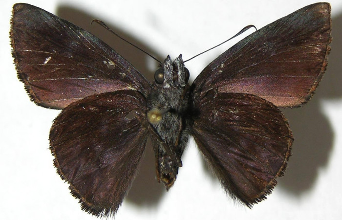 Figura 17. Adulto de <i>Pellicia arina</i></i> (Hesperiidae), macho vista ventral, localidad Sendero Huerta, Sector San Cristóbal ACG (527m). Voucher: 08-SRNP-2348-DHJ383945.jpg.