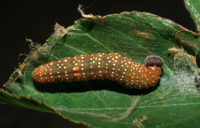 Figura 15. larva <i>Pellicia arina</i></i> (Hesperiidae), vista dorsal, localidad Sendero Melon, Sector Mundo Nuevo ACG (361m). Voucher: 09-SRNP-55206-DHJ451724.jpg.