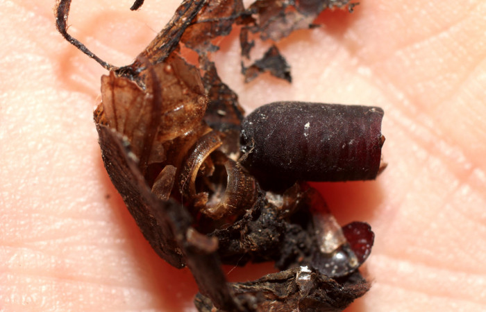 Figura 12. Restos de pupario de parásito <i>Siphosturmia</i></i> rafaeliDHJ03 (Tachinidae) de <i>Pellicia dimidiata</i></i> (Hesperiidae), localidad Sendero Huerta, Sector San Cristóbal ACG (527m). Voucher: 10-SRNP-7135-DHJ498072.jpg.