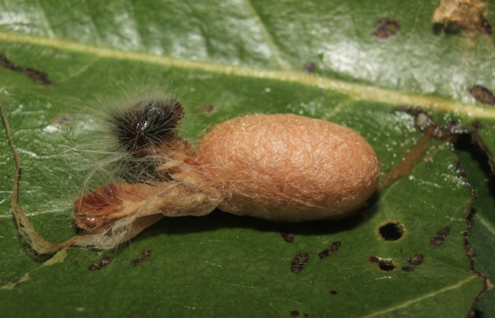 Figura 13. Capullo de parásito <i>Casinaria</i></i> legalisDHJ03 (Ichneumonidae) de <i>Pellicia dimidiata</i></i> (Hesperiidae), localidad Calma Estación Biológica Quica Sector Pitilla ACG (412m). Voucher: 14-SRNP-70931-DHJ723090.jpg.