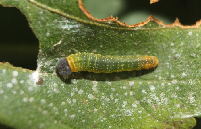 Figura 14. Larva <i>Pellicia arina</i></i> (Hesperiidae), vista dorsal, localidad Medrano Estación Biológica Quica, Sector Pitilla ACG (380m). Voucher: 14-SRNP-71647-DHJ723943.jpg.